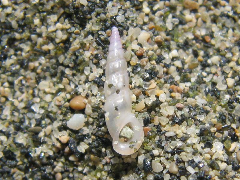 Rissoa auriscalpium